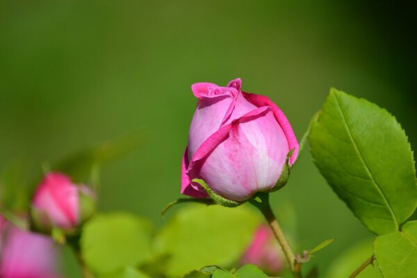 Die Knospe einer schönen Rose ähnelt der Silhouette einer Frau