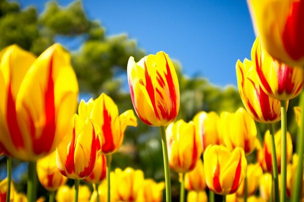 Campo con hermosos tulipanes amarillo rojo