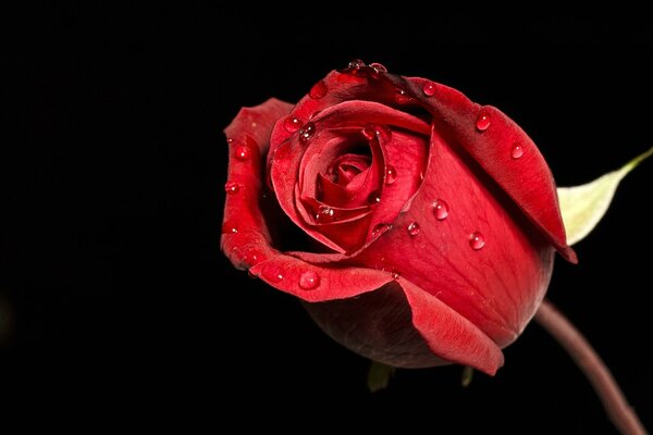 Red rose with water drops on a black background