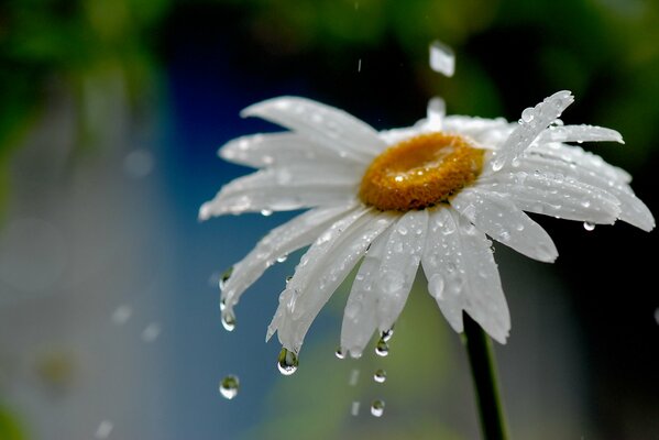 Gouttes de pluie sur la camomille