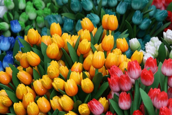 Multicolored tulips as a symbol of spring and joy