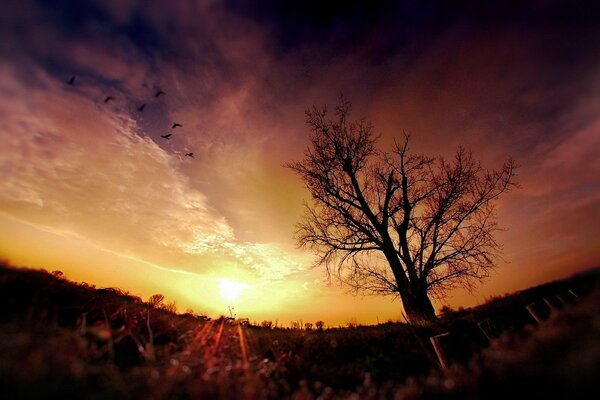 The setting sun illuminates a leafless tree