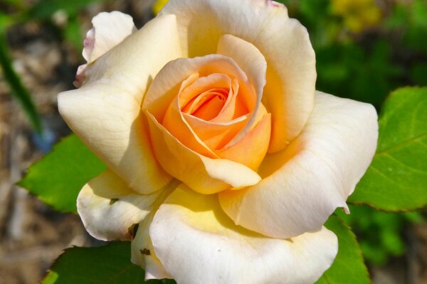 Eine blühende Knospe einer Tee-Rose im Garten