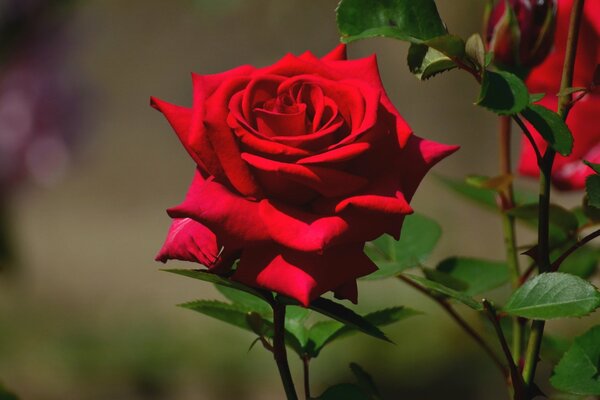 Makroaufnahme einer Knospe einer blühenden Rose mit Blättern