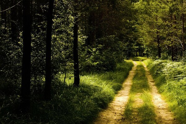 Waldweg an einem Sommertag