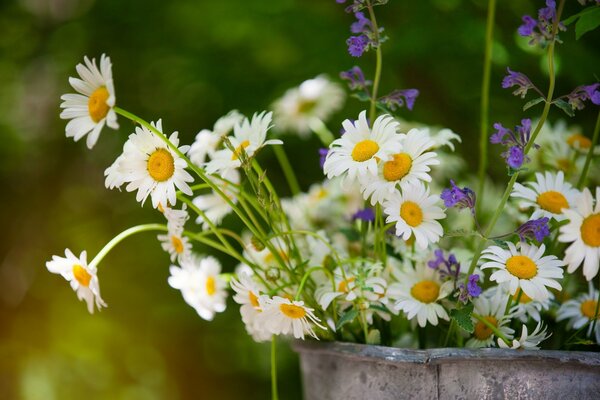 Sommer Bouquet von weißen Gänseblümchen