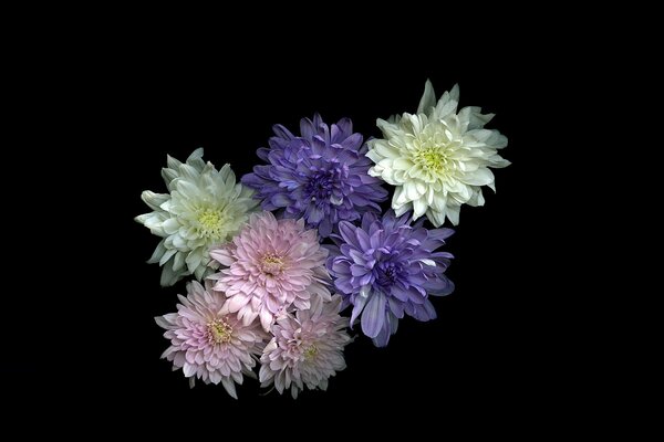 Stiele von Blumen in einem Blumenstrauß mit Blütenblättern Hintergrund Tapete Schatten