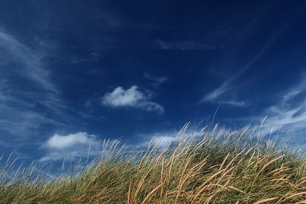 Ears of corn against a blue sky with clouds