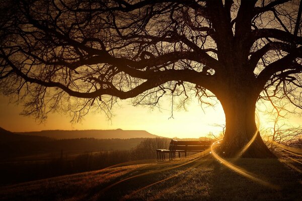 A lonely tree on the background of sunset