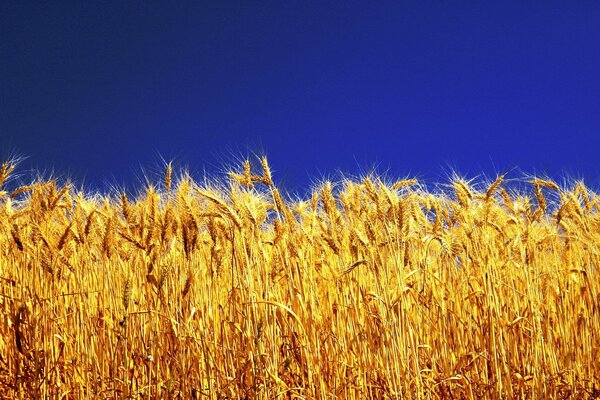 Grano su uno sfondo di cielo blu