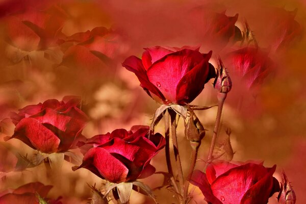 Коллаж красной розы в раннее пробуждающее утро