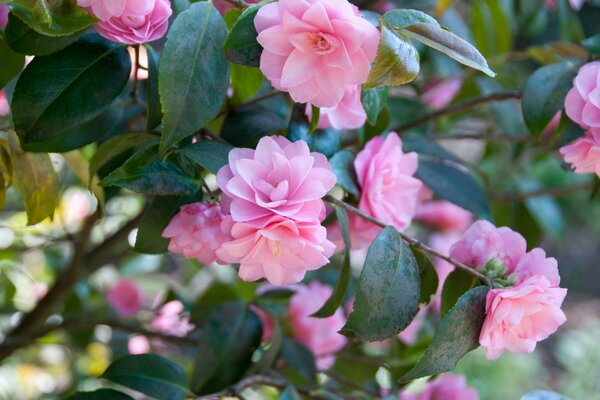 Beautiful photo of a bright camellia