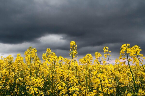 Bright flowers on the background of a thunderstorm