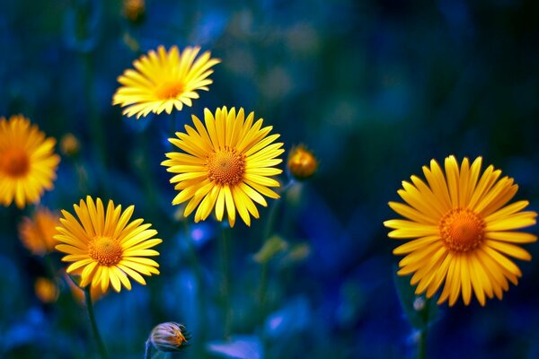 Schönheit und Sättigung von gelben Wiesenblüten