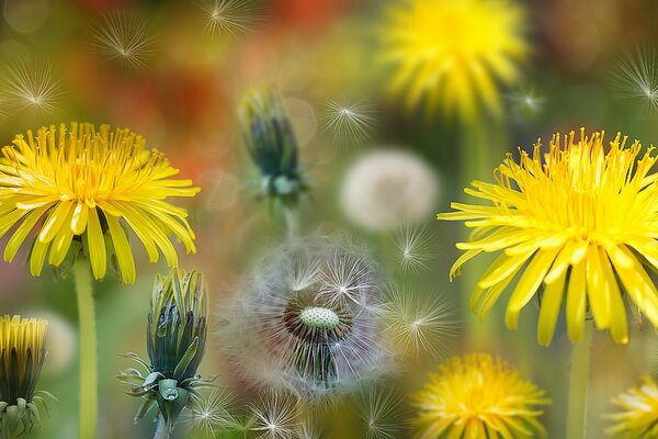 ESTAS FLORES AMARILLAS FELICIDAD INFANCIA Y SUEÑOS