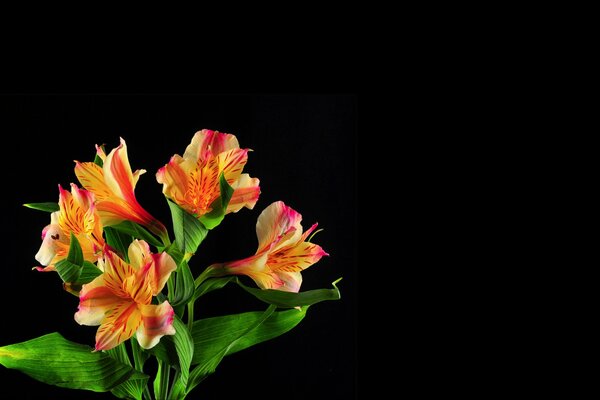 Blumenstrauß aus fünf Blumen auf dunklem Hintergrund