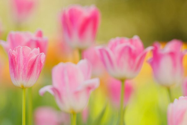 Jardín de tulipanes de primavera