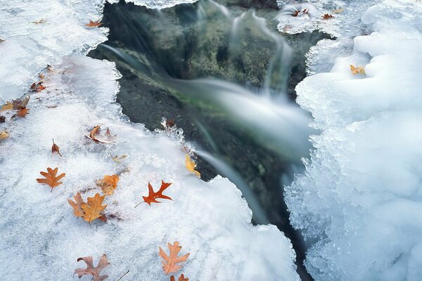 Autumn leaves . frozen water