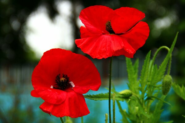 Macro de coquelicot sur fond flou