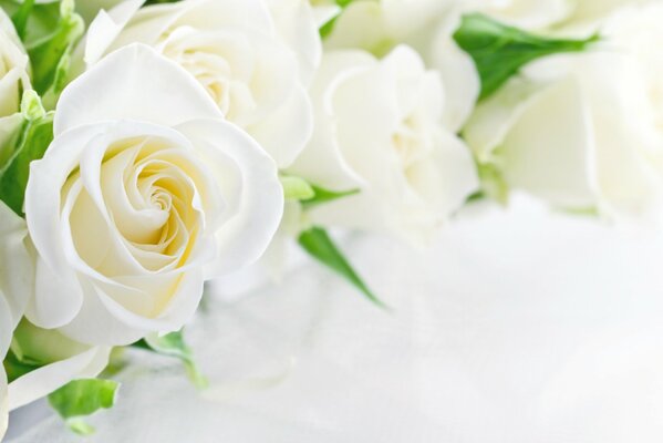 Roses blanches sur fond blanc