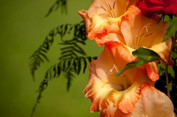 Immagine macro di gladiolo con foglie