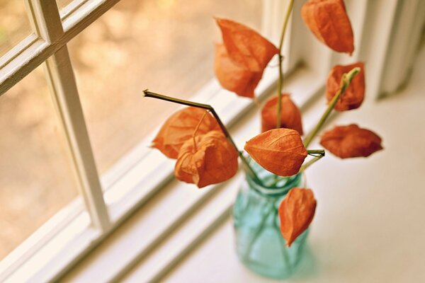 Banchetto essiccato di fiori di physalis sul davanzale della finestra