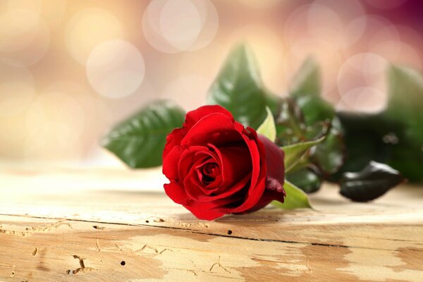 Eine rote Rose liegt auf dem Tisch