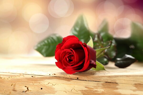 A red rose is lying on the table