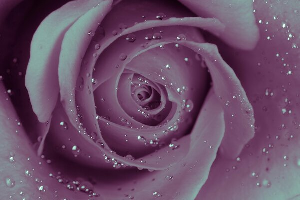 Eine blühende Rose mit Tau im Vordergrund