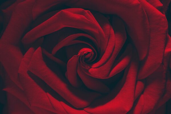 Rote Rose in Makroaufnahmen