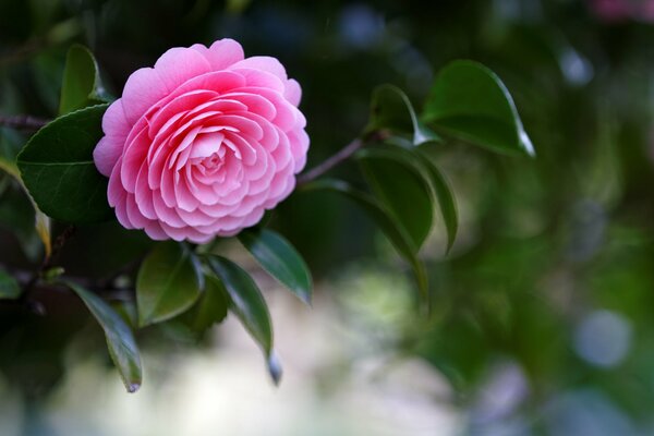A branch of pink camellia with shiny leaves