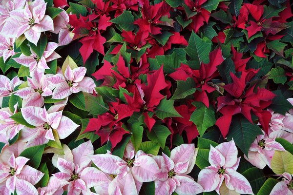 Beau poinsettia en deux couleurs