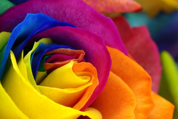 An unusual, beautiful rose, with colorful petals