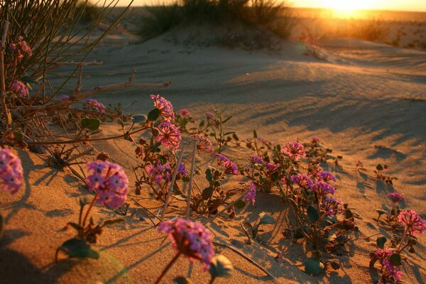 Tramonto nel deserto con fiori sulla sabbia