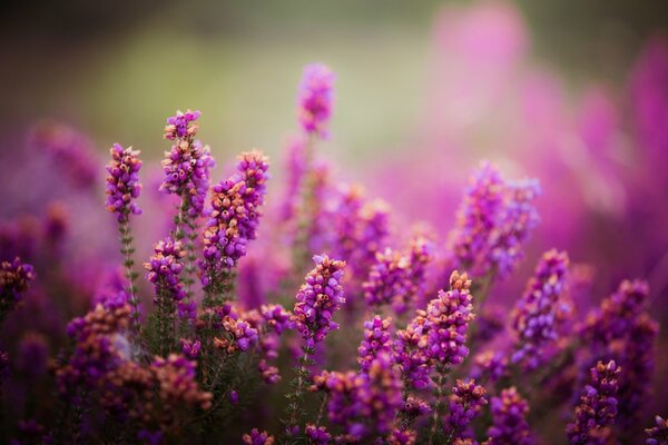 Photos of purple flowers on the field