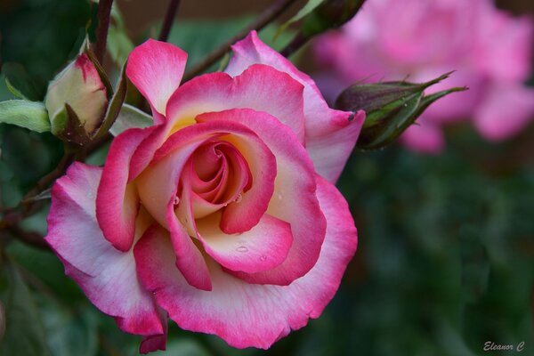 Nahaufnahme von Rose Blume und Knospe Makro