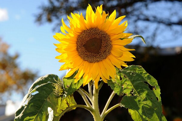A vivid picture of a young sunflower