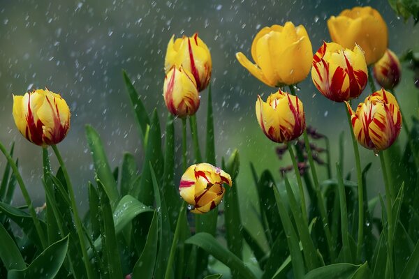 Gelbe Tulpen mit fallenden Regentropfen