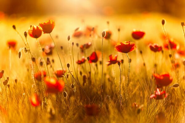 Summer field of red poppies