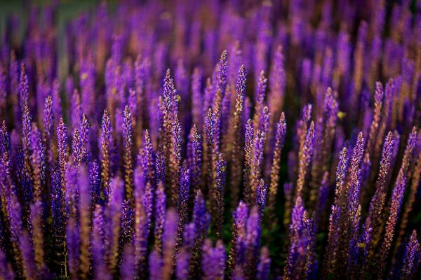 Bright purple lavender bloom