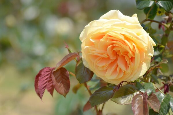 Rose jaune-emblème de la tristesse