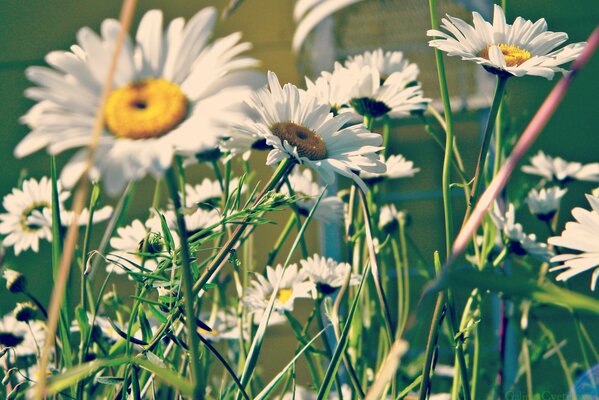 Daisies in the tall green grass