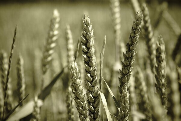 Black and white photo of wheat in the field close-up