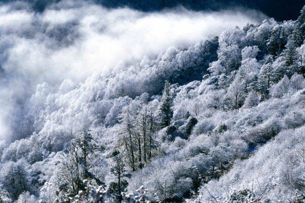 Eine magische Winterwelt. Wald in den Bergen