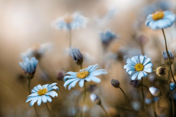 Wildblumen Makro Morgen