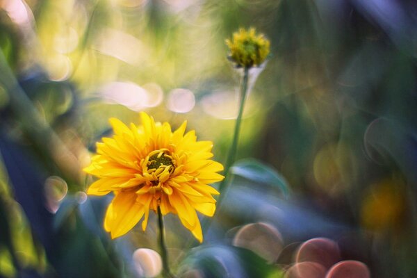 Fleur jaune dans l éblouissement de la lumière