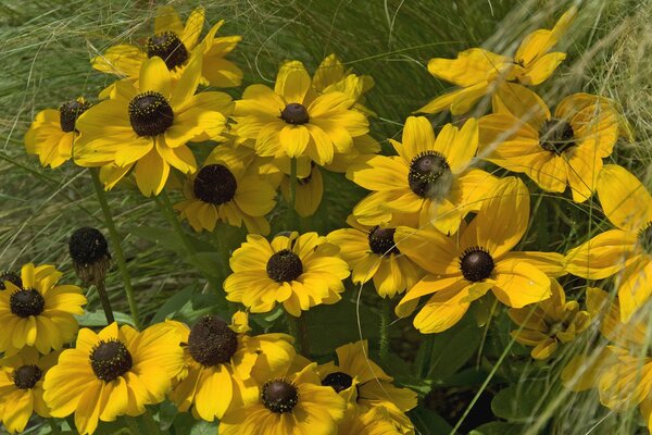 Pétales et herbe. Fleurs de couleur jaune