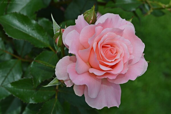 Rosa rosa con brotes en una rama