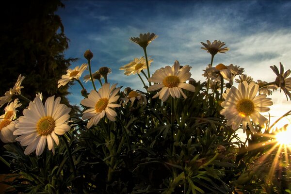 Flores blancas en el sol