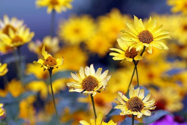 Fleurs jaunes sur fond flou